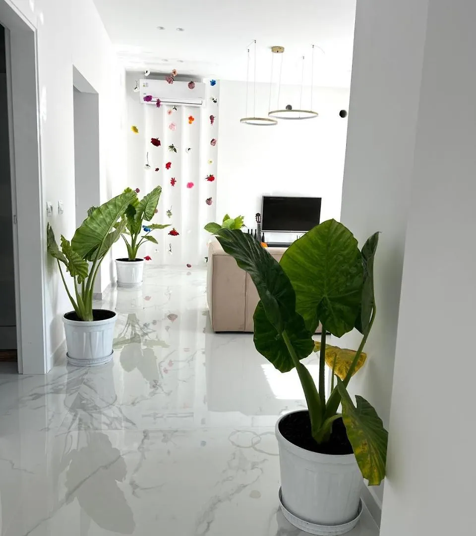 Home Deluis Gramsh